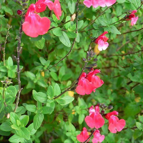 Floraison - SALVIA grahamii Rouge - LA FORET - Pépinière La Forêt