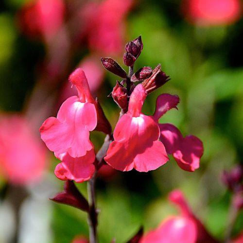 fleur - SALVIA greggii Lipstick - LA FORET - Pépinière La Forêt
