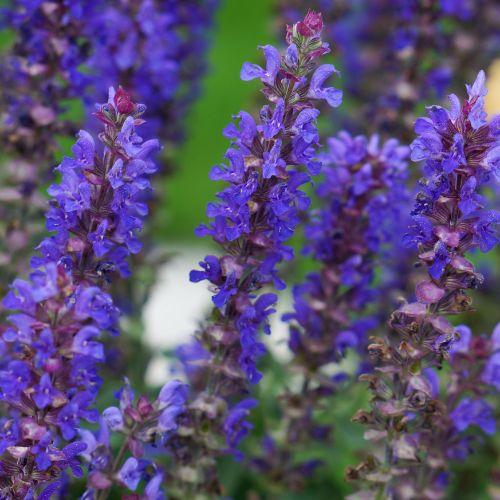 Fleurs - SALVIA nemorosa Blue Bouquetta ® - LA FORET - Pépinière La Forêt