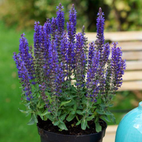Pot - SALVIA nemorosa Blue Bouquetta ® - LA FORET - Pépinière La Forêt