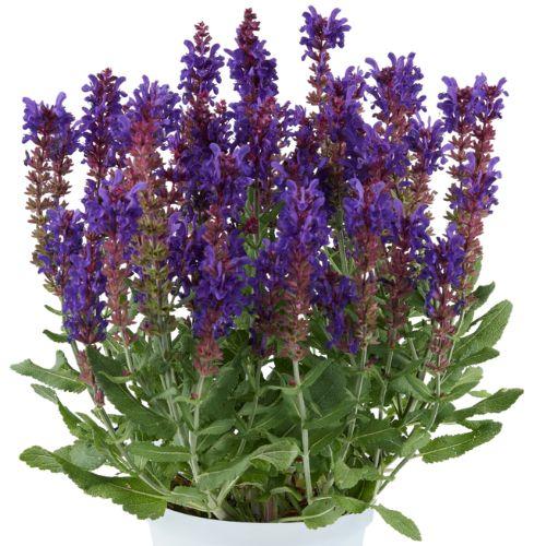 SALVIA nemorosa Dark Matter ® - LA FORET - Pépinière La Forêt