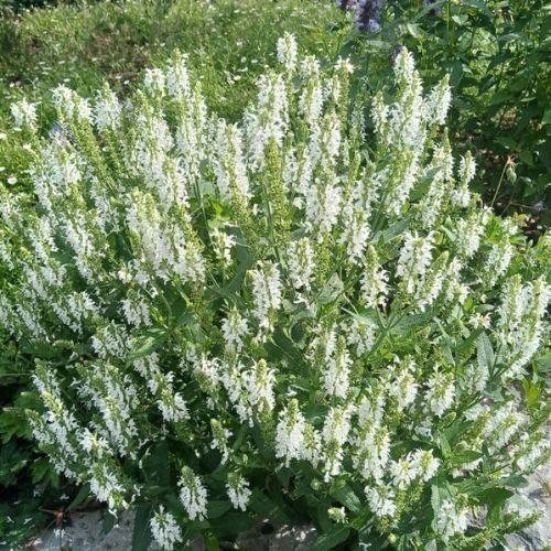 SALVIA nemorosa Schneehugel - LA FORET - Pépinière La Forêt