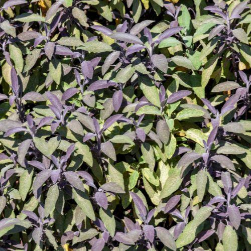 Feuillage - SALVIA officinalis Purpurascens - LA FORET - Pépinière La Forêt