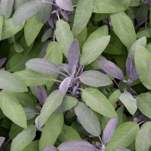 Feuille - SALVIA officinalis Purpurascens - LA FORET - Pépinière La Forêt