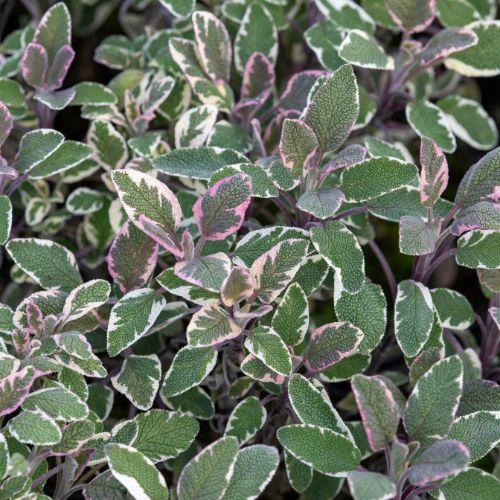 Feuillage - SALVIA officinalis Tricolor - LA FORET - Pépinière La Forêt