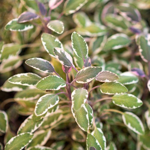 Feuille - SALVIA officinalis Tricolor - LA FORET - Pépinière La Forêt