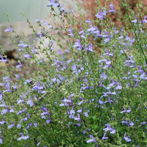 SALVIA uliginosa African Sky - LA FORET - Pépinière La Forêt