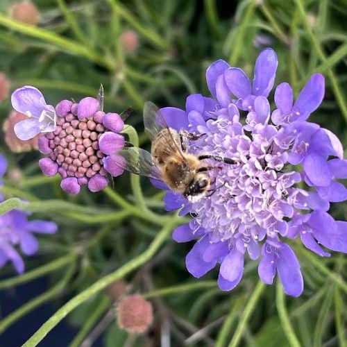 Fleur - SCABIOSA Nova Dew Drops - LA FORET - Pépinière La Forêt