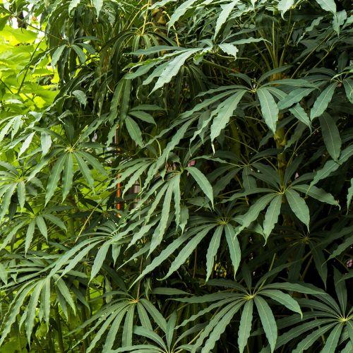 Feuillage - SCHEFFLERA taiwaniana - LA FORET - Pépinière La Forêt
