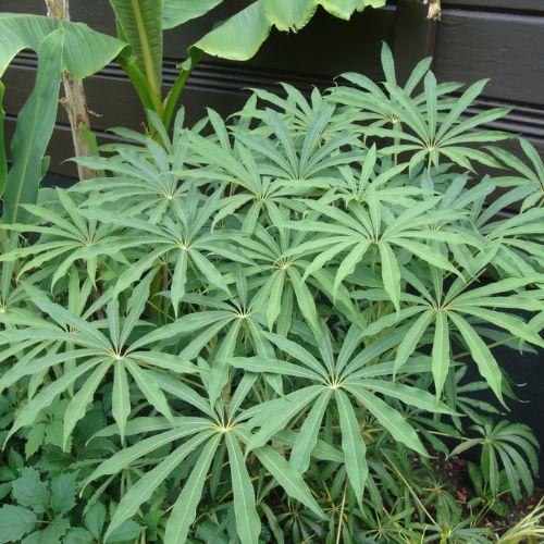 SCHEFFLERA taiwaniana - LA FORET - Pépinière La Forêt
