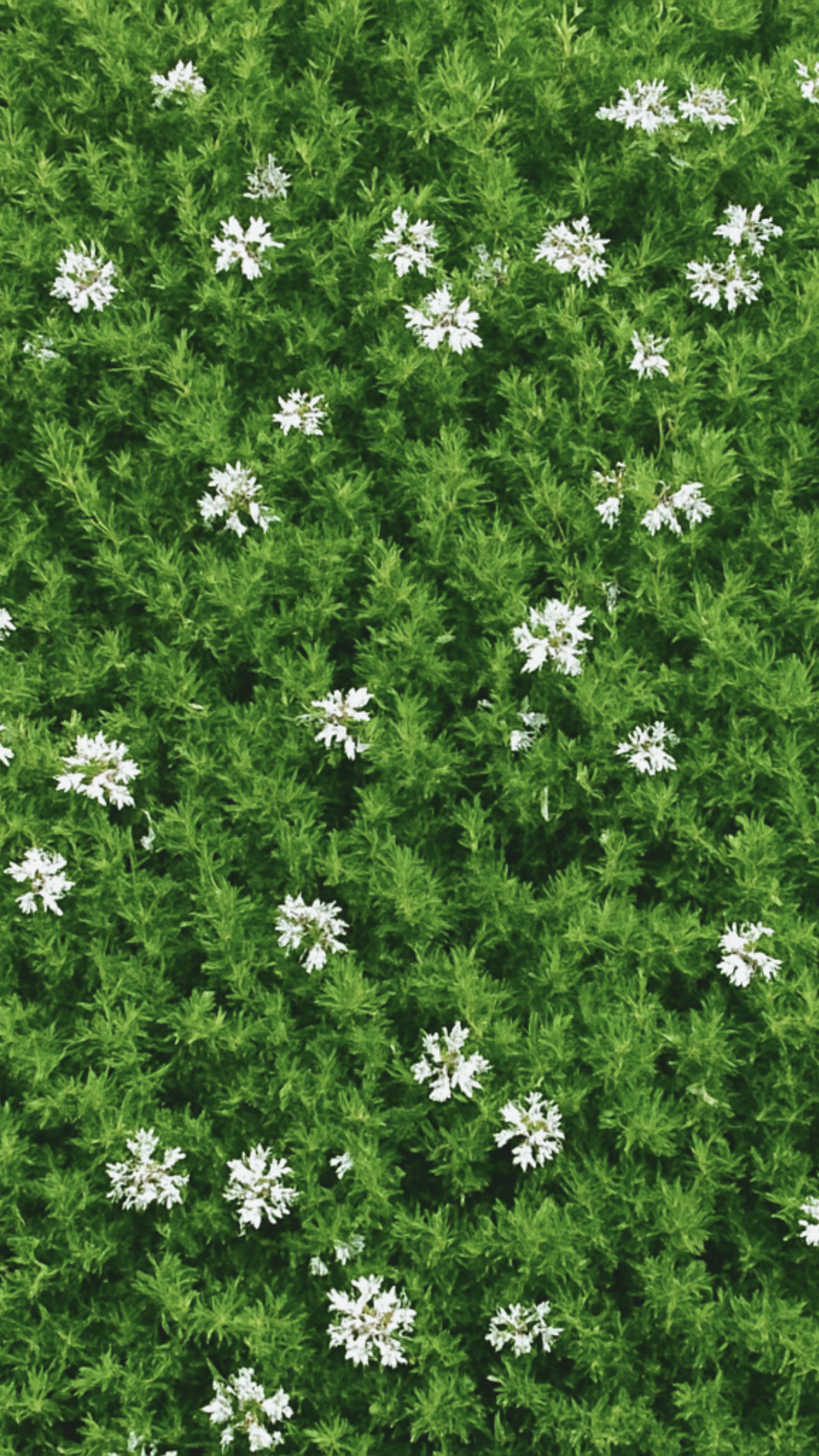 massif - WESTRINGIA Mundi - LA FORET - Pépinière La Forêt