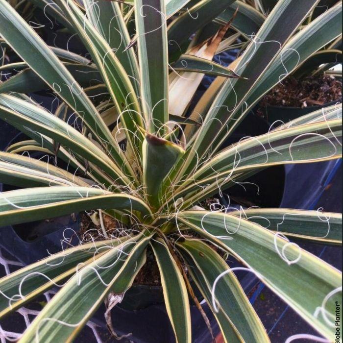 YUCCA filamentosa - LA FORET - Pépinière La Forêt