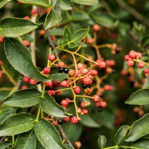 Fruit - ZANTHOXYLUM simulans - LA FORET - Pépinière La Forêt