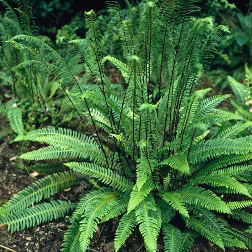 BLECHNUM spicant - LA FORET - Pépinière La Forêt