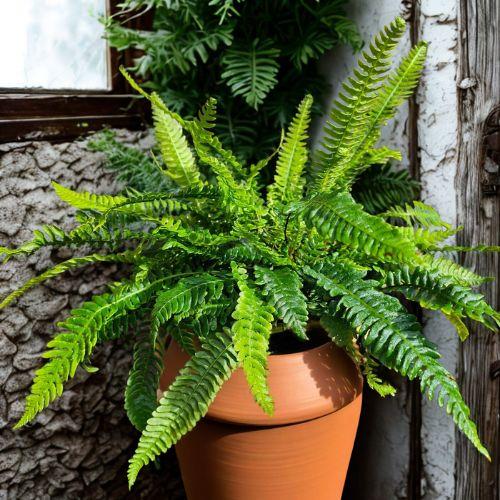 Pot - BLECHNUM spicant - LA FORET - Pépinière La Forêt