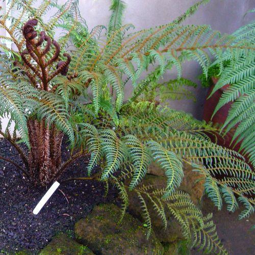 Feuillage - CYATHEA tomentosissima - LA FORET - Pépinière La Forêt