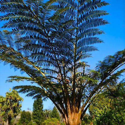 CYATHEA tomentosissima - LA FORET - Pépinière La Forêt