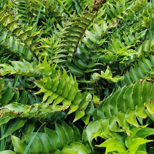 Feuillage - CYRTOMIUM falcatum - LA FORET - Pépinière La Forêt