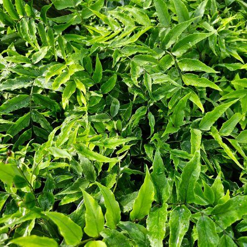 Feuillage - CYRTOMIUM fortunei - LA FORET - Pépinière La Forêt
