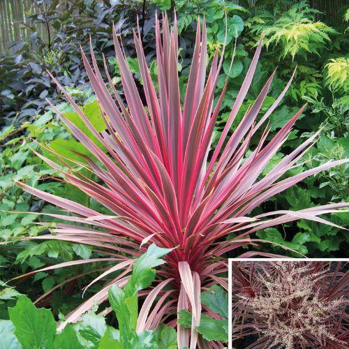 CORDYLINE australis Charlie Boy - LA FORET - Pépinière La Forêt