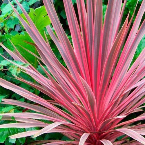 CORDYLINE australis Pink Fire - LA FORET - Pépinière La Forêt