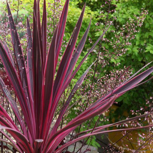 CORDYLINE australis Pink Passion - LA FORET - Pépinière La Forêt