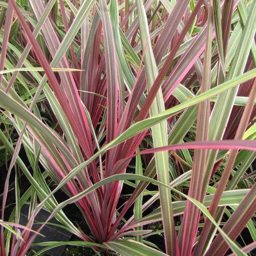 Feuillage - CORDYLINE banksii Can can® - LA FORET - Pépinière La Forêt