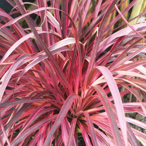 CORDYLINE banksii Salsa® - LA FORET - Pépinière La Forêt