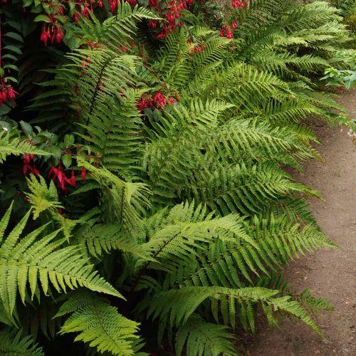Feuillage - DRYOPTERIS affinis - LA FORET - Pépinière La Forêt