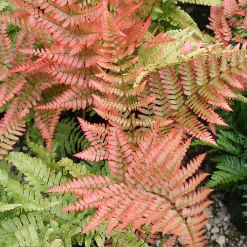 Feuillage - DRYOPTERIS erythrosora Prolifica - LA FORET - Pépinière La Forêt