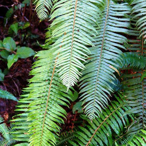 Feuillage - POLYSTICHUM munitum - LA FORET - Pépinière La Forêt
