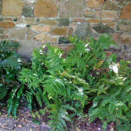 POLYSTICHUM polyblepharum - LA FORET - Pépinière La Forêt