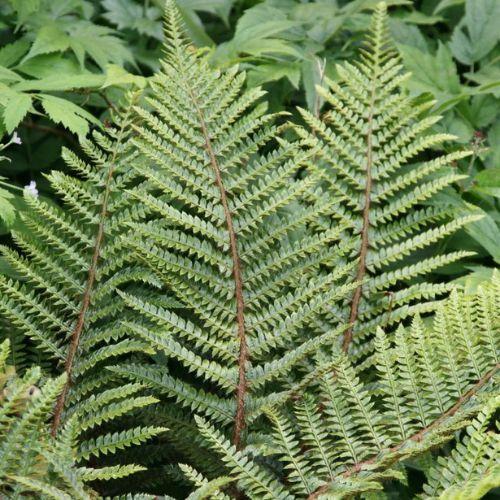 Feuillage - POLYSTICHUM polyblepharum - LA FORET - Pépinière La Forêt