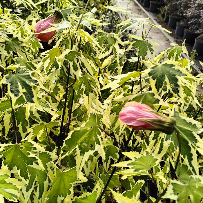 Abutilon × pictum Souvenir de Bonn - Pépinière La Forêt