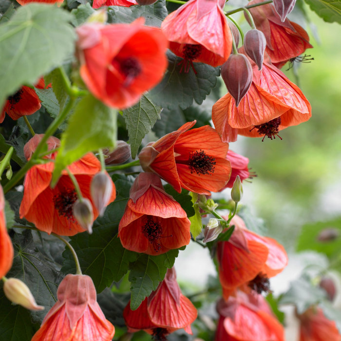 ABUTILON megapotamicum Red Trumpet® flower - Pépinière La Forêt