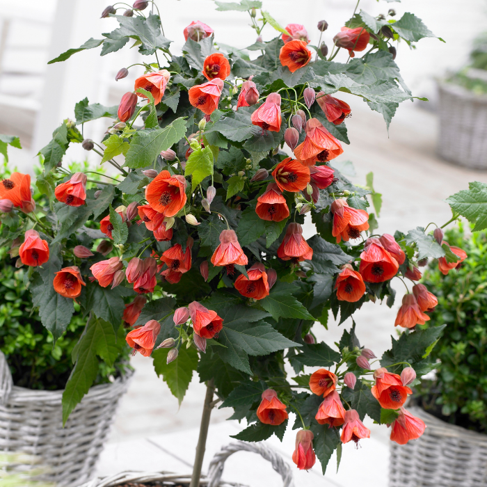 ABUTILON megapotamicum Red Trumpet® - Pépinière La Forêt