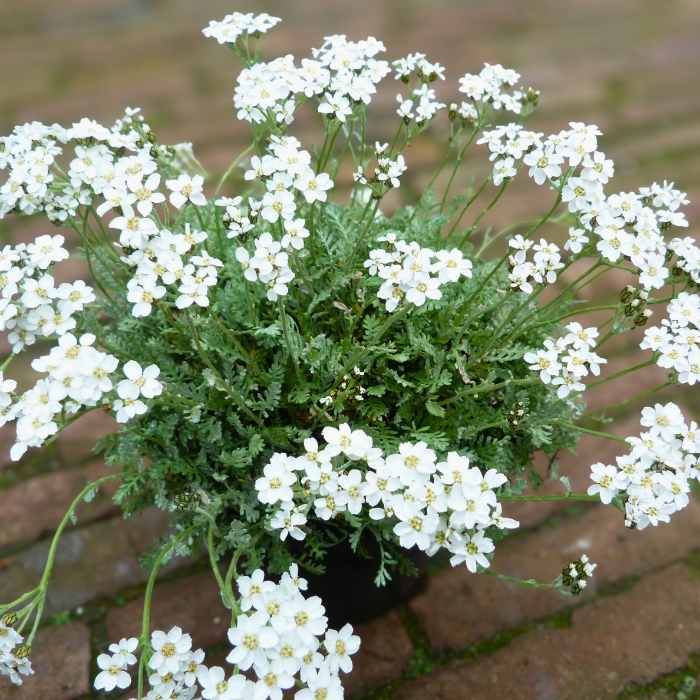 ACHILLEA kellereri - Pépinière La Forêt
