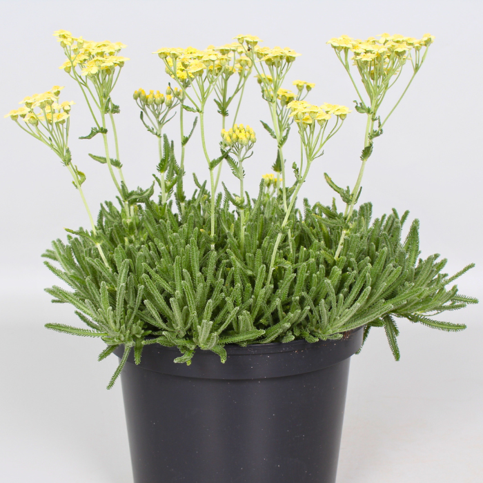Achillea × lewisii King Edward - Pépinière La Forêt