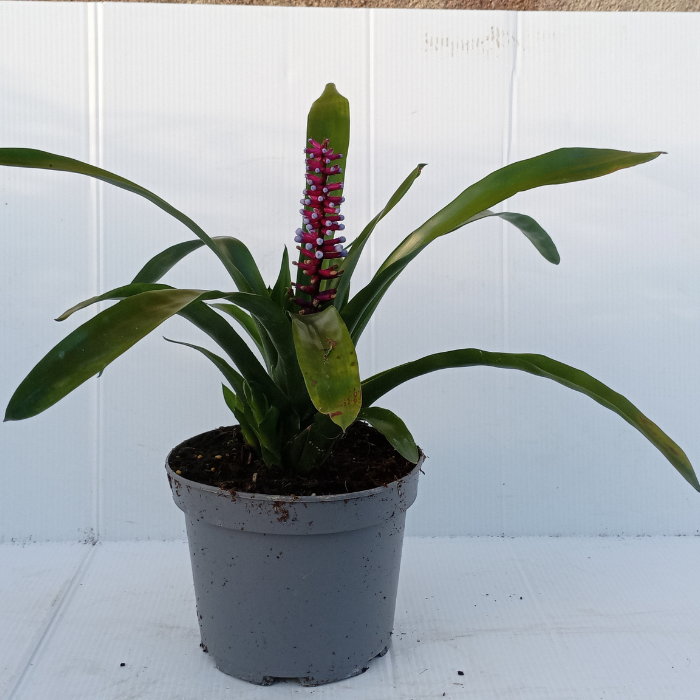 AECHMEA gamosepala - Pépinière La Forêt