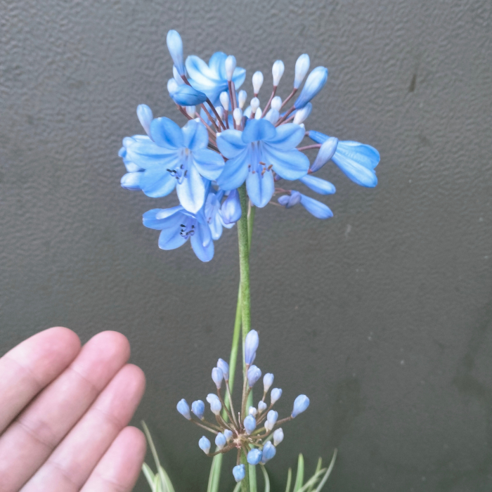 Agapanthus Fanch Beauty Flower - Pépinière La Forêt