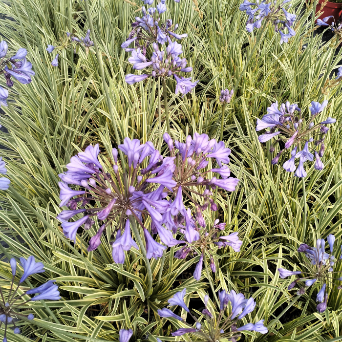 Agapanthus Fanch Beauty - Pépinière La Forêt
