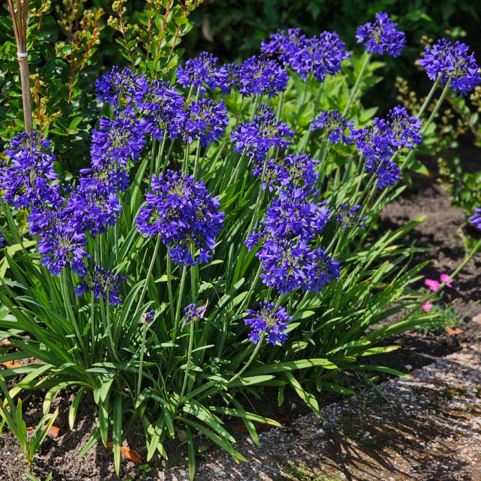 Agapanthus Flower of Love® - Pépinière La Forêt