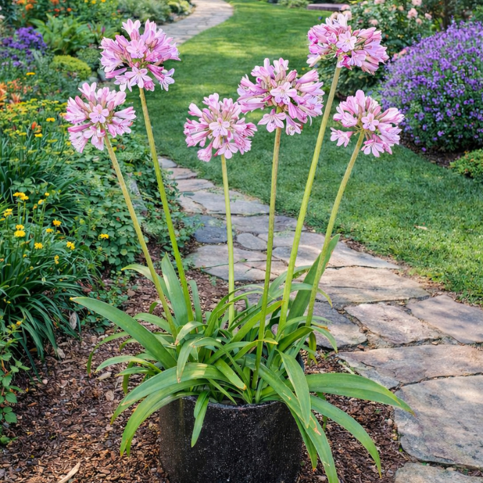 AGAPANTHUS Poppin Pink ® - Pépinière La Forêt