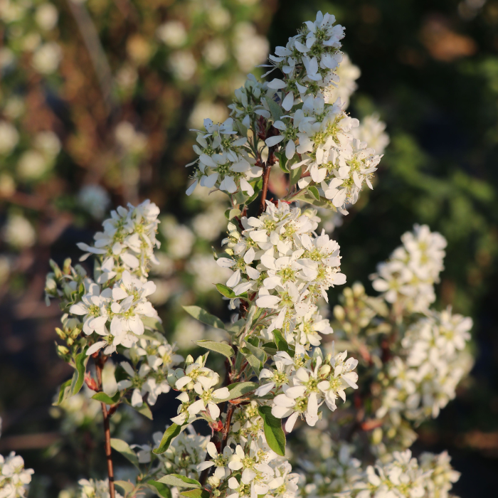 AMELANCHIER alnifolia Saskadwarf ® fleurs - Pépinière La Forêt