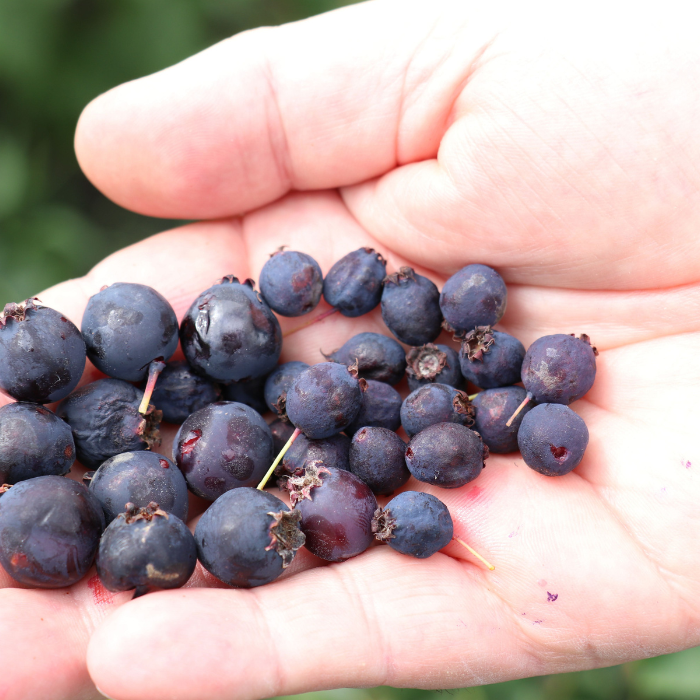 AMELANCHIER alnifolia Saskadwarf ® fruits - Pépinière La Forêt