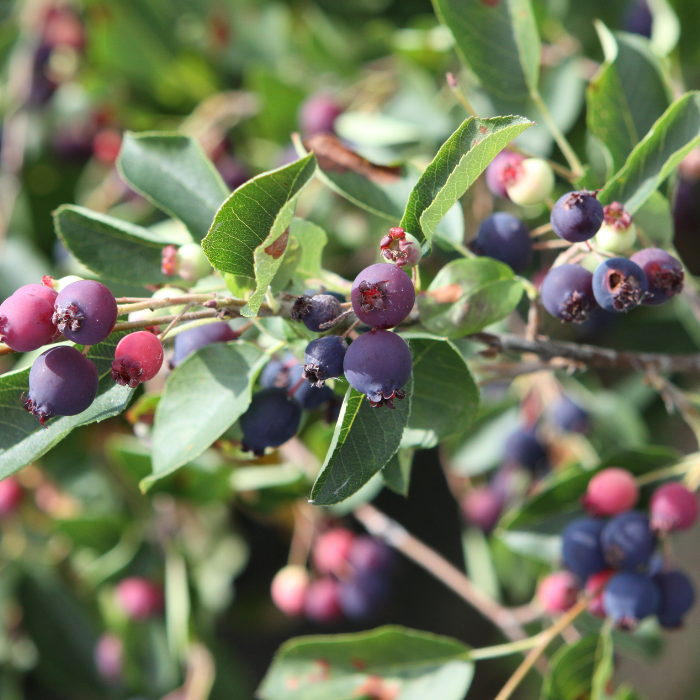 AMELANCHIER alnifolia Saskadwarf ® - Pépinière La Forêt