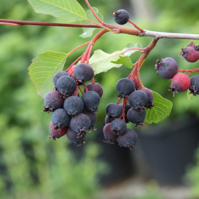 AMELANCHIER alnifolia Saskalate ® fruits - Pépinière La Forêt