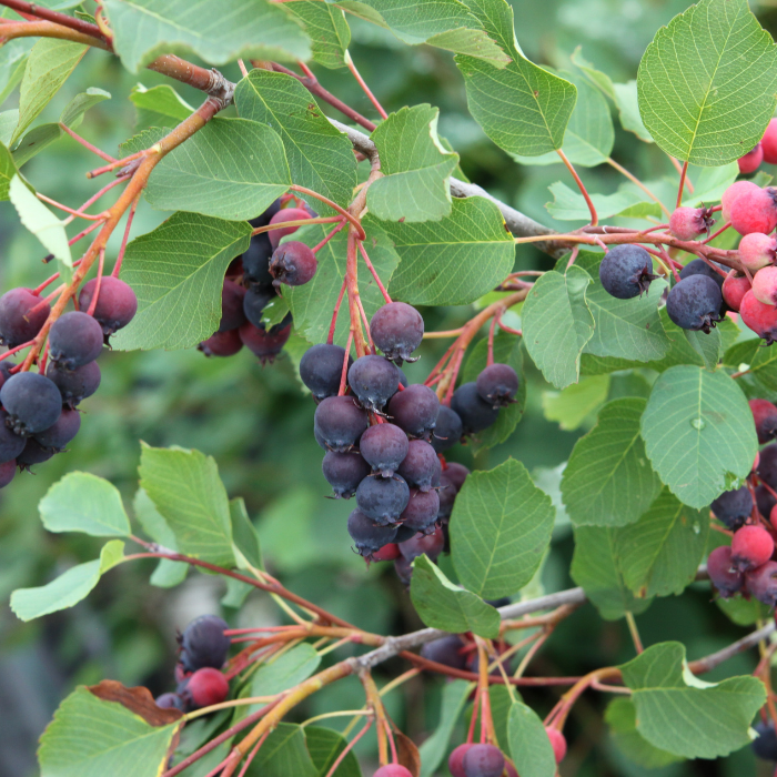 AMELANCHIER alnifolia Saskalate ® fruits - Pépinière La Forêt