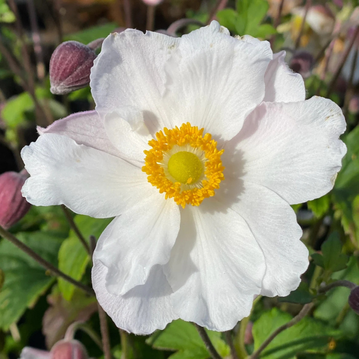 ANEMONE Fantasy Elsa ® fleurs - Pépinière La Forêt