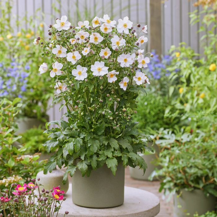 ANEMONE Fantasy Elsa ® - Pépinière La Forêt